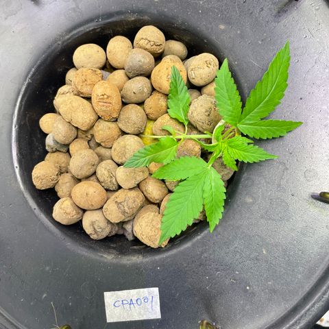 CPA001 growlog timeline photo