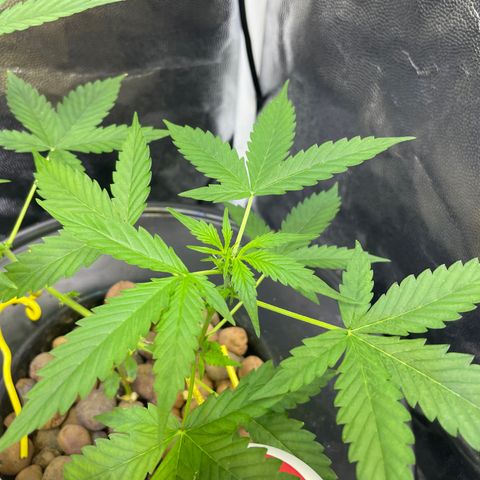 FBA001 growlog timeline photo