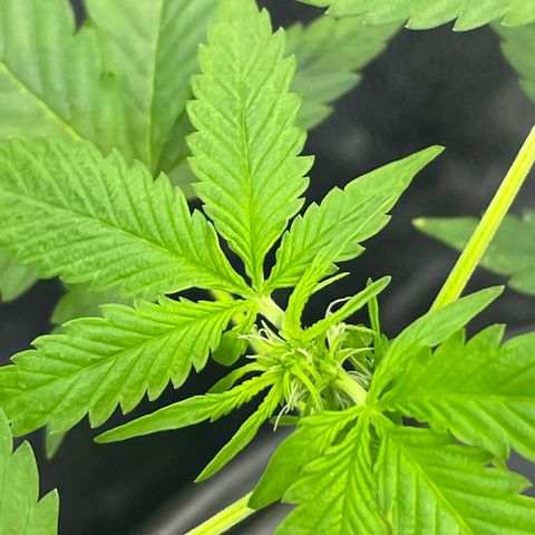 FBA001 growlog timeline photo