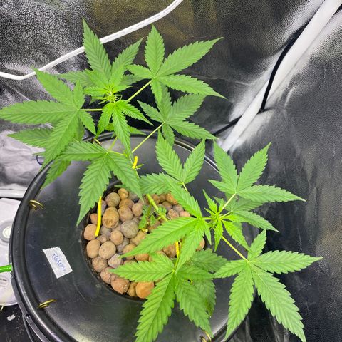 FBA001 growlog timeline photo