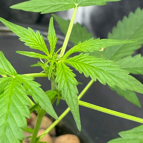 FBA001 growlog timeline photo
