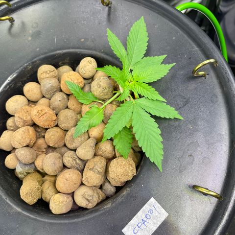 CPA001 growlog timeline photo