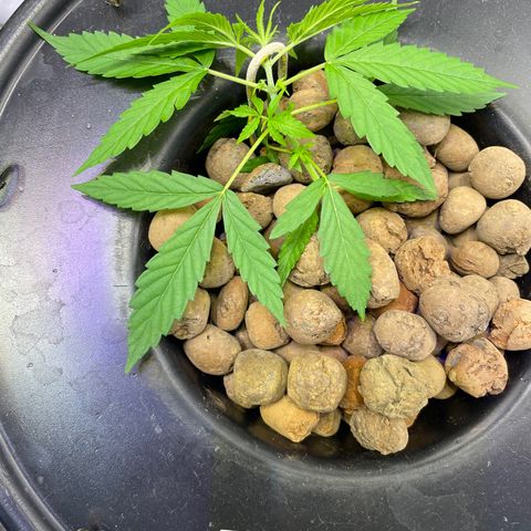 FBA002 growlog timeline photo
