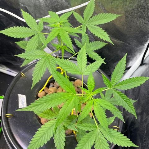 FBA001 growlog timeline photo