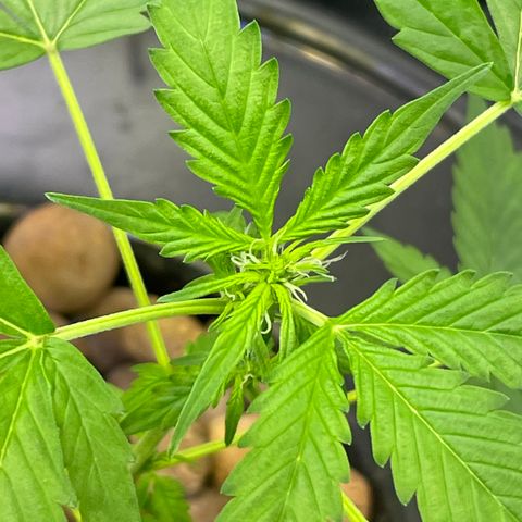 FBA001 growlog timeline photo