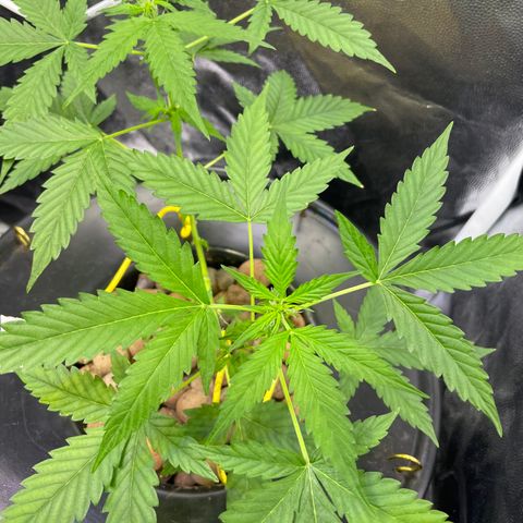 FBA001 growlog timeline photo