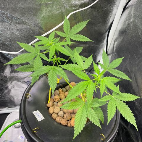 FBA001 growlog timeline photo