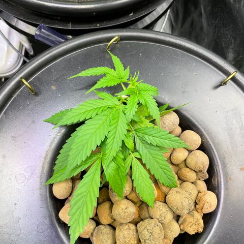 FBA002 growlog timeline photo