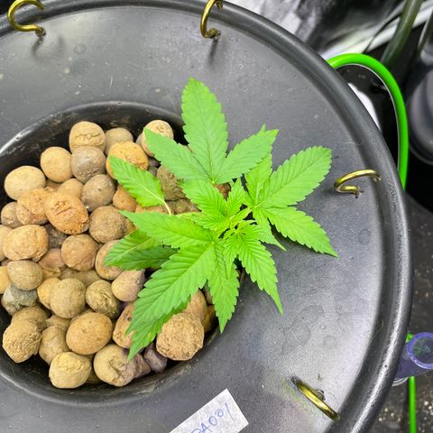 CPA001 growlog timeline photo
