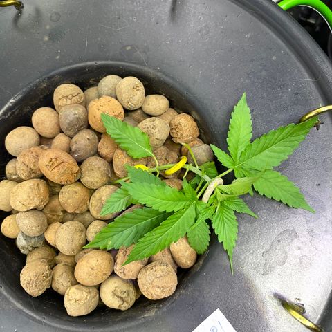 CPA001 growlog timeline photo