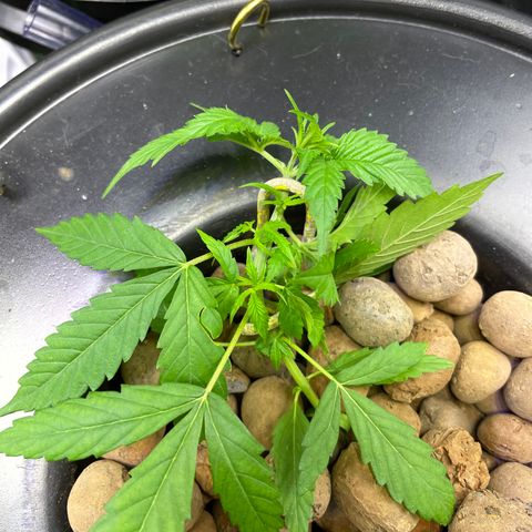 FBA002 growlog timeline photo