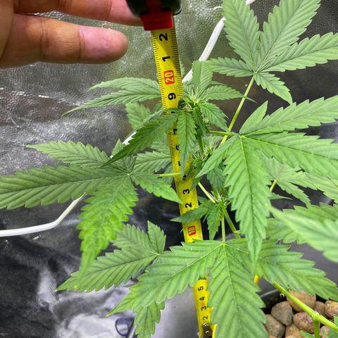FBA001 growlog timeline photo