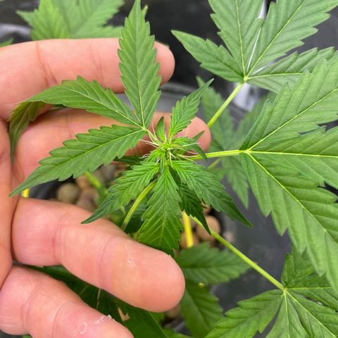 FBA001 growlog timeline photo