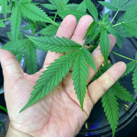 FBA001 growlog timeline photo
