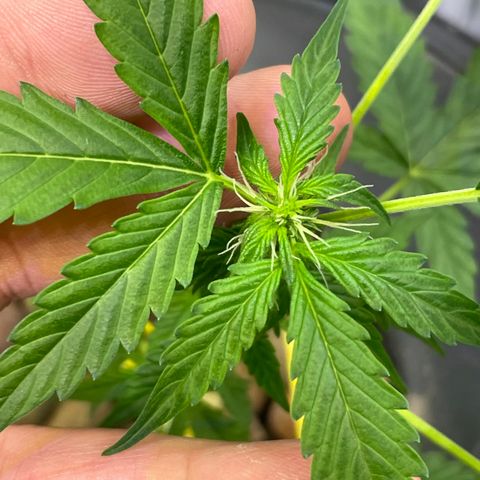 FBA001 growlog timeline photo