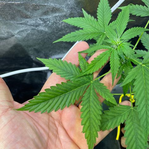 FBA001 growlog timeline photo