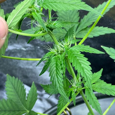 FBA001 growlog timeline photo