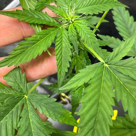 FBA001 growlog timeline photo