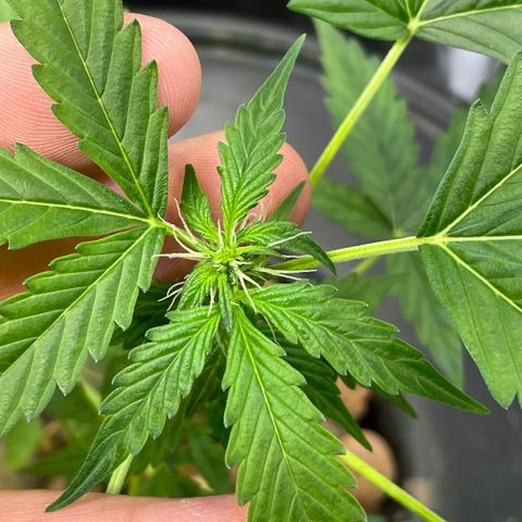 FBA001 growlog timeline photo