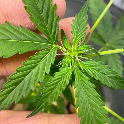 FBA001 growlog timeline photo