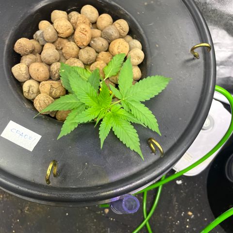 CPA001 growlog timeline photo