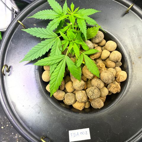 FBA002 growlog timeline photo