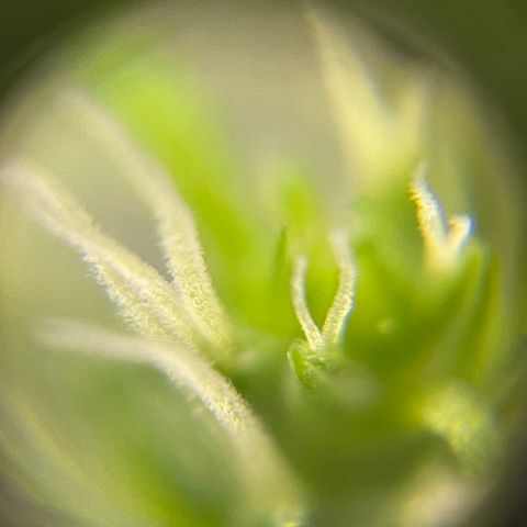 FBA001 growlog timeline photo