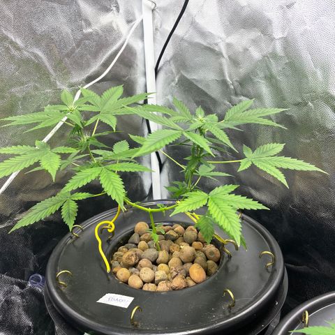 FBA001 growlog timeline photo
