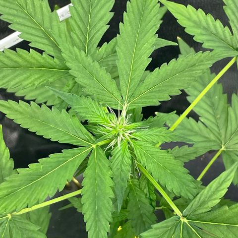 FBA001 growlog timeline photo