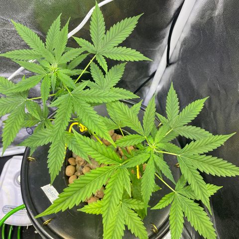 FBA001 growlog timeline photo