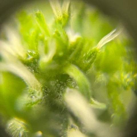 FBA001 growlog timeline photo