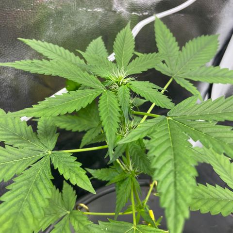 FBA001 growlog timeline photo