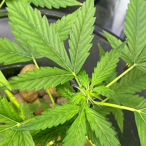 FBA001 growlog timeline photo