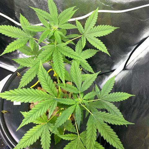 FBA001 growlog timeline photo