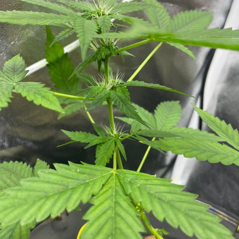 FBA001 growlog timeline photo