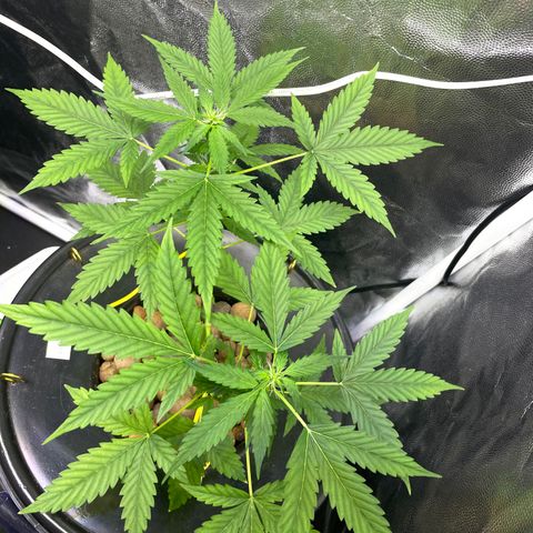 FBA001 growlog timeline photo