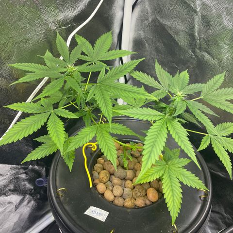 FBA001 growlog timeline photo