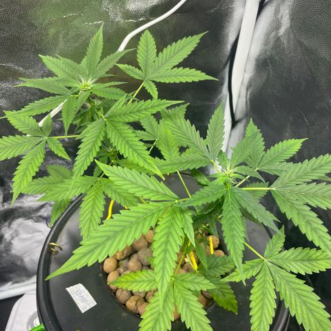 FBA001 growlog timeline photo