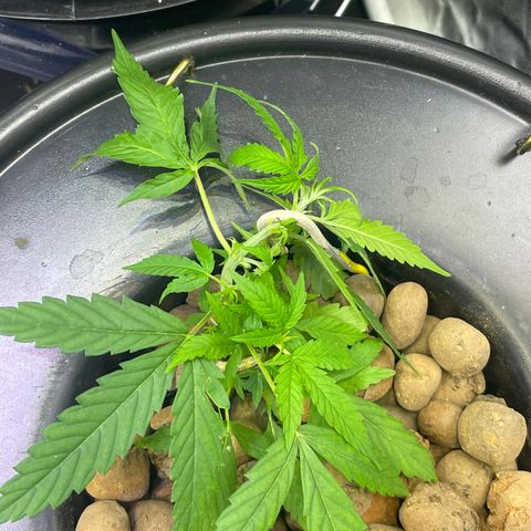 FBA002 growlog timeline photo