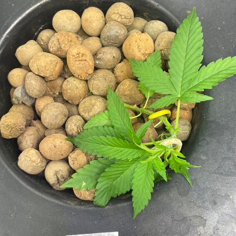CPA001 growlog timeline photo