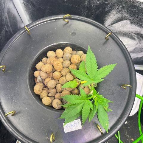 CPA001 growlog timeline photo