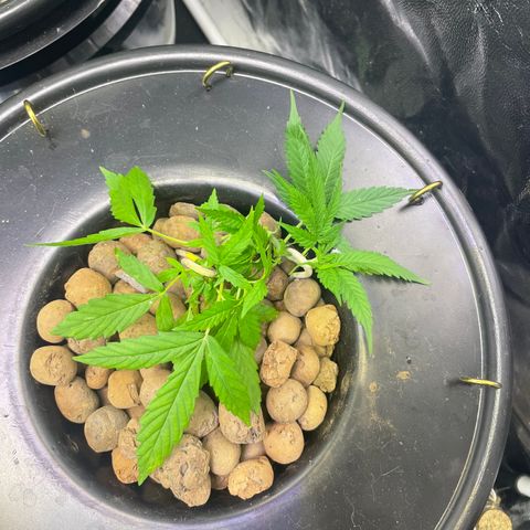 FBA002 growlog timeline photo
