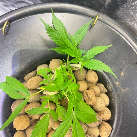 FBA002 growlog timeline photo