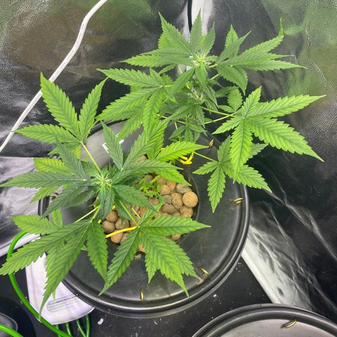 FBA001 growlog timeline photo