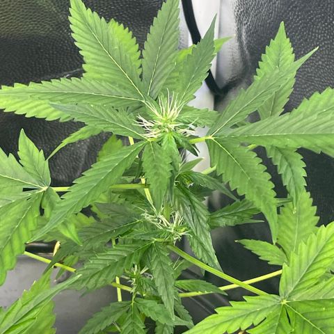 FBA001 growlog timeline photo