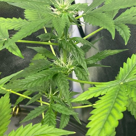 FBA001 growlog timeline photo