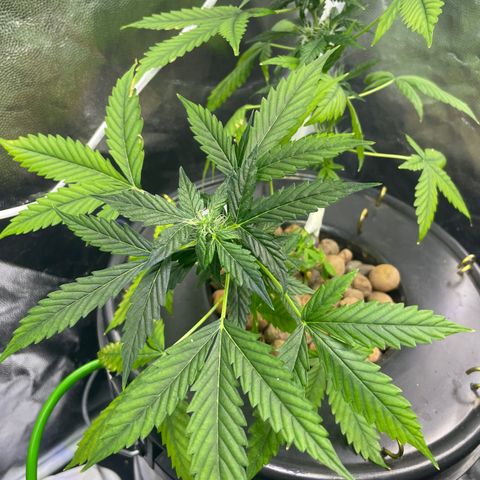 FBA001 growlog timeline photo