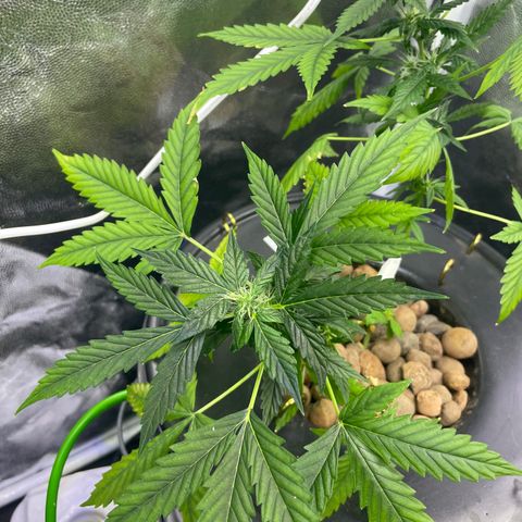 FBA001 growlog timeline photo