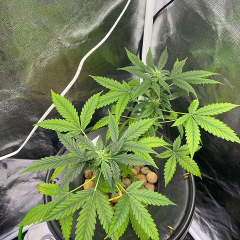 FBA001 growlog timeline photo