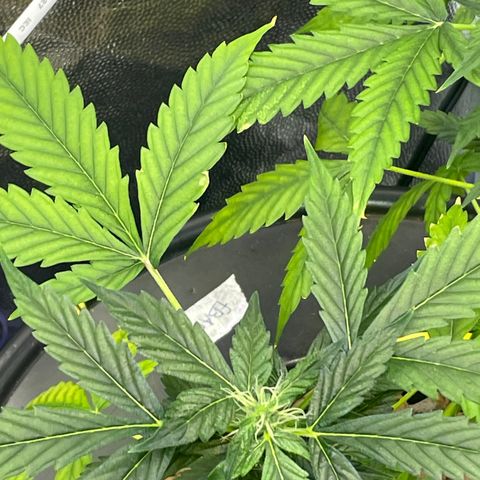 FBA001 growlog timeline photo